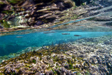 Clear Shallow Waters And Mediterranean Mullet