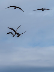 Poster - Seagull