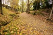 Autumn landscapes, carpet of leaves