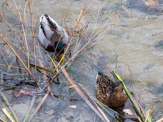 Wall Mural - Real duck