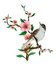 Watercolor Illustration With One Beautiful Bird Sitting On A Flowering Branch Of Cherry.
