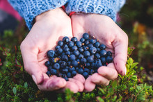 Process Of Collecting And Picking Berries In The Forest Of Northern Sweden, Lapland, Norrbotten, Near Norway Border, Girl Picking Cranberry, Lingonberry, Cloudberry, Blueberry, Bilberry And Others