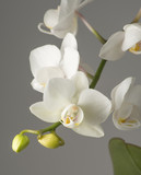 Fototapeta Panele - white orchid on gray background