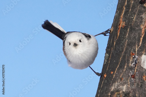 鳥 アドビストックのデザイン かべいろ Com おしゃれ壁紙リフォーム貼り替え インクジェット壁紙のかべいろ Com