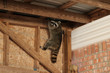 Raccoon hanging from rafter next to a brick wall