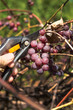Męska dłoń trzyma sekator i obcina dojrzałe owoce ciemnego winogrona.