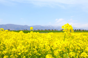 信州　いいやま菜の花畑