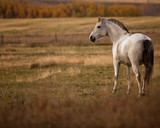 Fototapeta Konie - Gray horse in a field