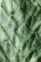  Cactus Background Pattern Graphic