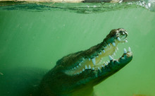 Underwater Crocodile