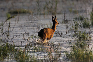 Wall Mural - Roe deer crossing the shallow marsh