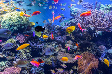 Colorful Tropical Fish And Coral