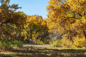 Wall Mural - Rio Grande Bosque Scene Fall Autumn