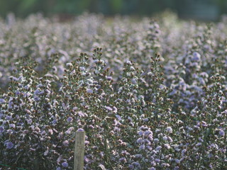 white Magaret flower garden and sweet background fram