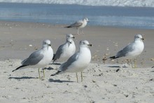 Seagulls On The Beach