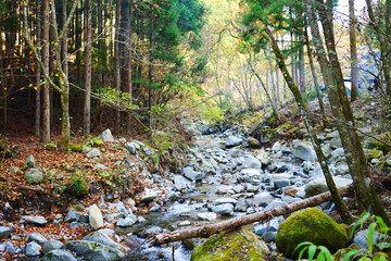 river in the forest