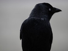 Mesmerizing Shot Of The Side Profile Of Black American Crow
