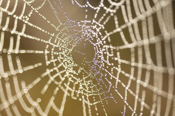 Sticker - Selective focus shot of spider web with water droplets