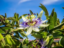 Beautiful Purple-petaled Passionflower With Green Leaves