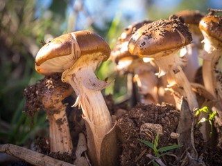 Wall Mural - Lot of Agaricus bisporus mushrooms growing in a forest