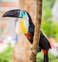 Poster - Closeup shot of a toucan bird sitting on a branch of a tree with blurred background