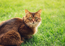 Purebred Somali Cat In The Grass Outside. The Somali Cat Breed Is A Beautiful Domestic Feline. They Are Smart, Very Social And They Enjoy Playing Outside. These Cute Cats Are Ideal Family Pets.