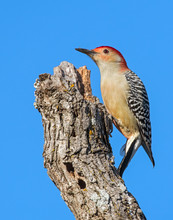 Red-bellied Woodpecker On A Tree