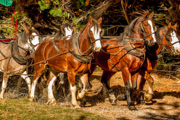 nestled right amongst the southern alps of nz a team of clydesdale horse working the land in the tra