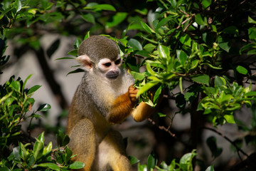 Squirrel Monkey in zoo