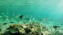 A Huge School Of Reef Fish (convict Tang) Swimming In Crystal Clear Emerald Green Ocean