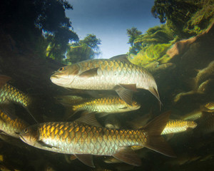 Poster - Freshwater fish: Soro Brook Carp in river below waterfall