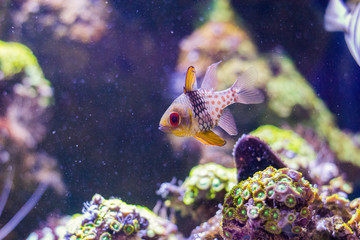 some tropical colorful fish underwater