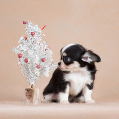 Wall Mural - New Year Chihuahua puppy with a little Christmas tree