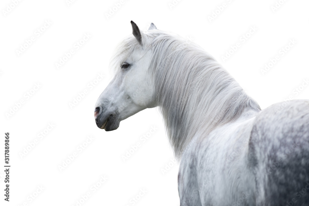 White horse portrait with long mane on white background. High key image - obrazy, fototapety, plakaty 
