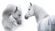 Two White  horse portrait on white background. High key image