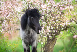 Pony portrait in spring pink blossom tree