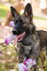 Cute german shepherd dog between pink blossom bush flowers in the spring.