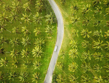 Aerial View Of A Coconut Plantation, Cairns, Australia