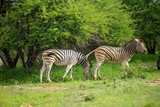 Fototapeta Sawanna - Zebra in the lush bush after some good rains. 