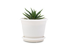 Small Cactus Isolated On White Background. Succulents And Aloe In Colorful White Pot.