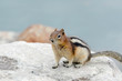 squirrel near his den in Lake Louise in Canada