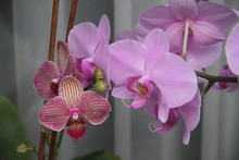Pink Purple Orchids Flowers Grandmother