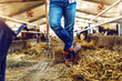 © Dusan Petkovic - Cropped picture of farmer leaning on hay fork while standing in stable. In background are calves and cows.