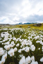 Beautiful Scenery Of A Field Of White Flowers Under A Cloudy Sky In Finse, Norway