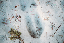 Imprint Of An Elk Trail On Snow. Moose Trail On Forest Ground In Winter Season. Belarus Or European Part Of Russia.