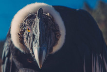 Close-Up Portrait Of Andean Condor
