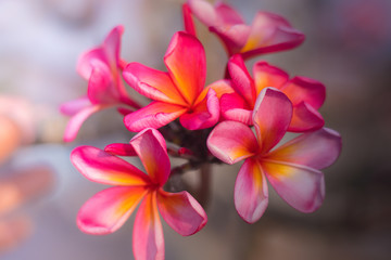 Branch of pink Frangipani flowers. Blossom Plumeria flowers on light blurred background. Flower background for decoration.