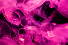 A Lot Of Pink / Violet / Lilac Transparent Blue Jellyfish On A Black Background