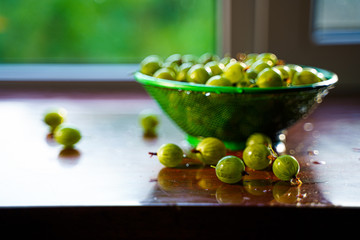 Heap of green wet washed gooseberry fruit in a colander on table. A scattering of large juicy berries on the table