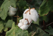 Cotton Plant In The Cotton Field
